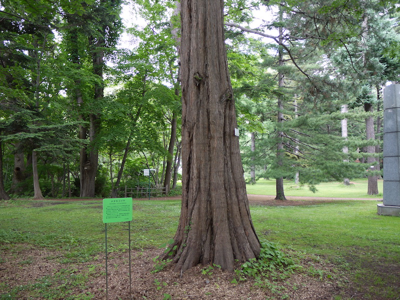 メタセコイア(Metasequoia glyptostroboides)