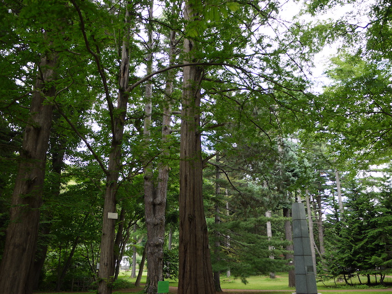 メタセコイア(Metasequoia glyptostroboides)