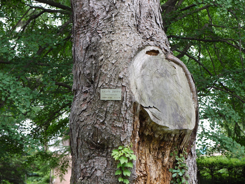 ヒメコマツ、ゴヨウマツ(Pinus parviflora)