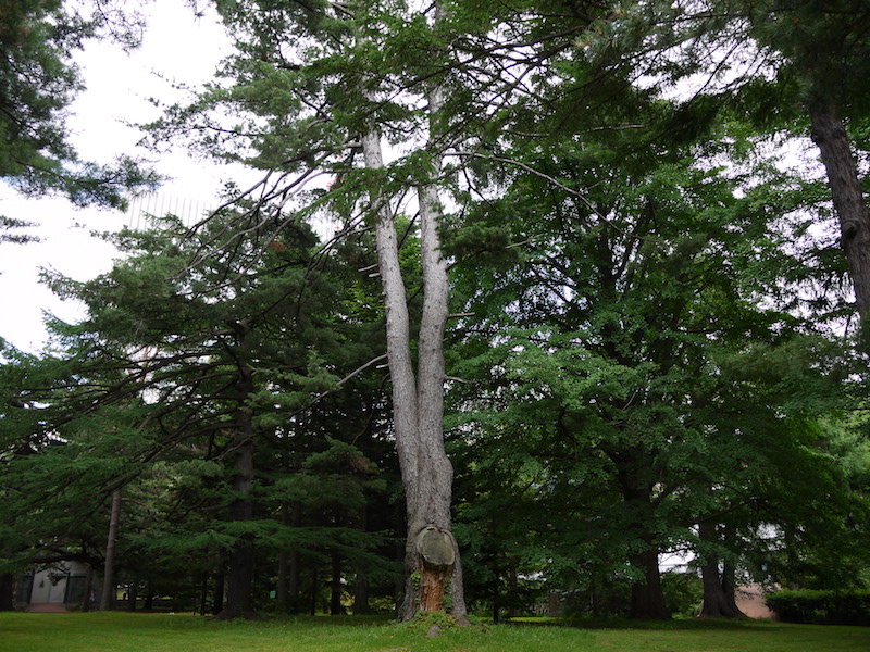 ヒメコマツ、ゴヨウマツ(Pinus parviflora)