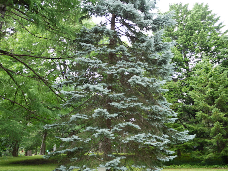 プンゲンストウヒ ‘ホプシー’(Picea pungens ‘Hoopsii’)