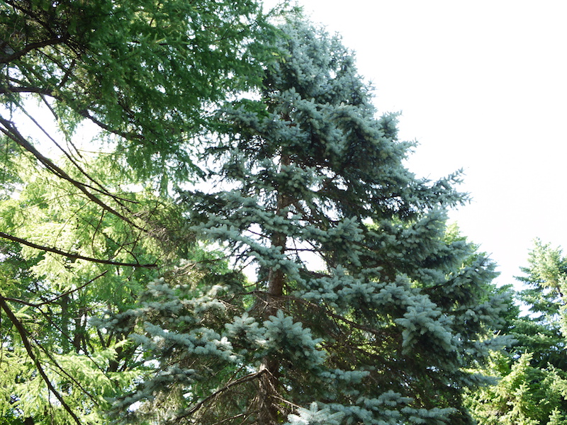 プンゲンストウヒ ‘ホプシー’(Picea pungens ‘Hoopsii’)