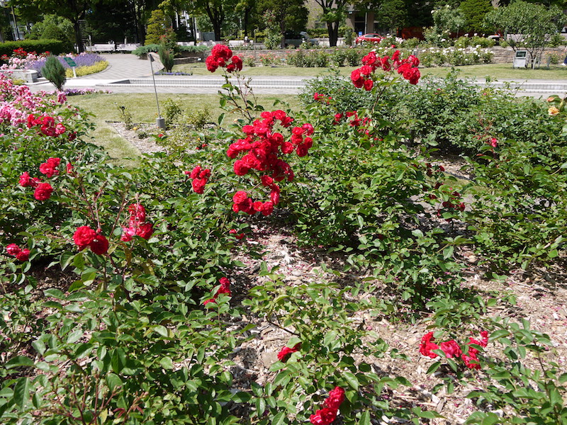 バラ - オイティン(Eutin)