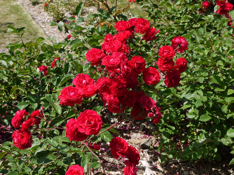 バラ -  オイティン(Eutin)