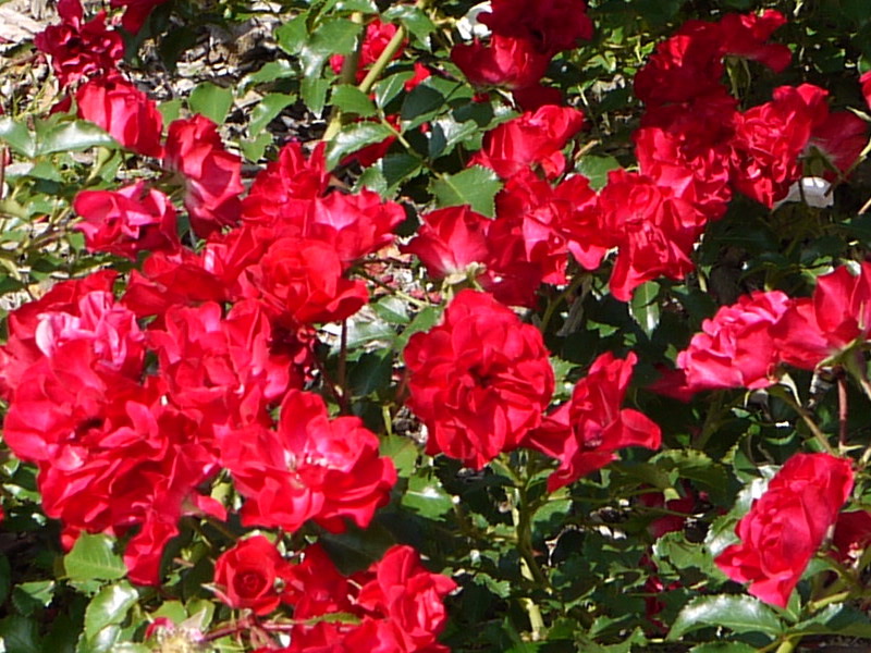 バラ - ロッティリア(Rotilia)