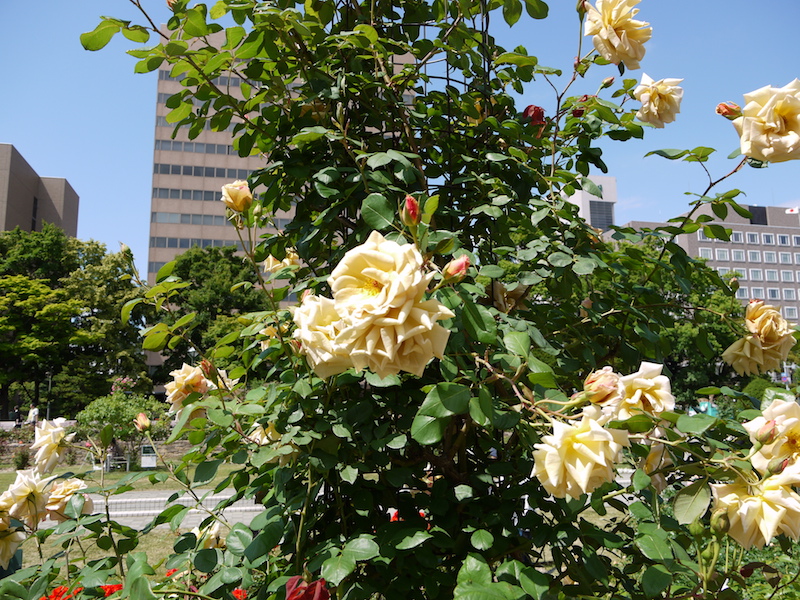 バラ - バタースコッチ(Butterscotch)