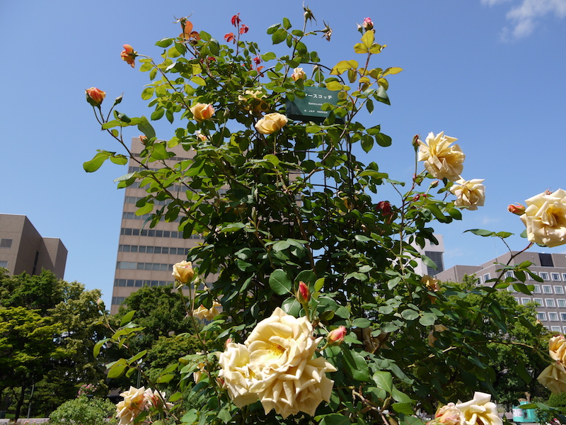 バラ - バタースコッチ(Butterscotch)