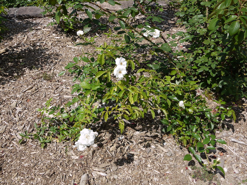 バラ - アイスバーグ(Iceberg)