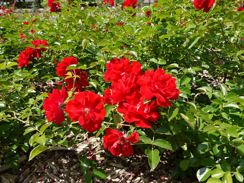 バラ - マイナーフェアー(Mainaufeuer)