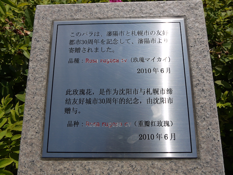 バラ - マイカイ(玫瑰)