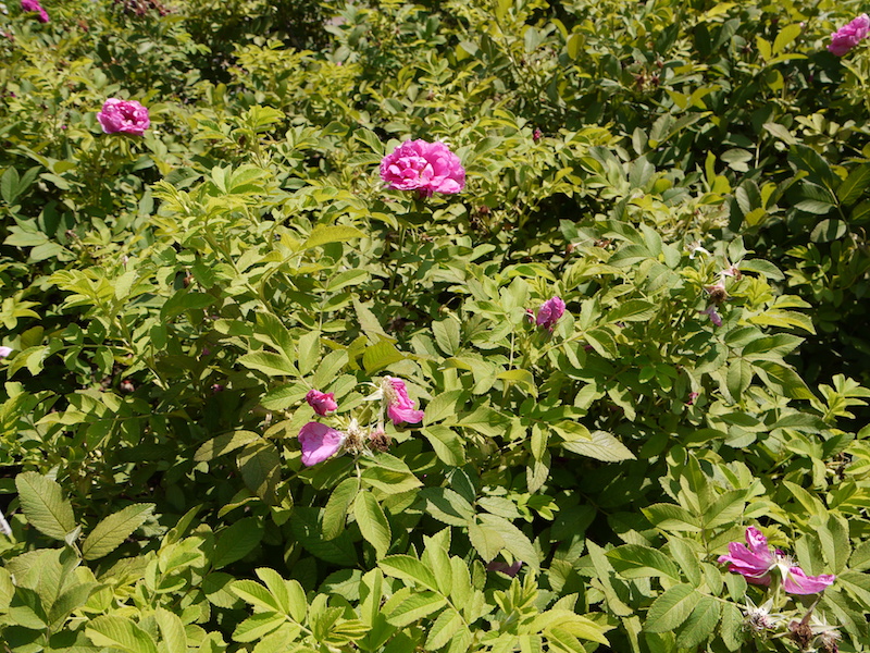 バラ - マイカイ(玫瑰)