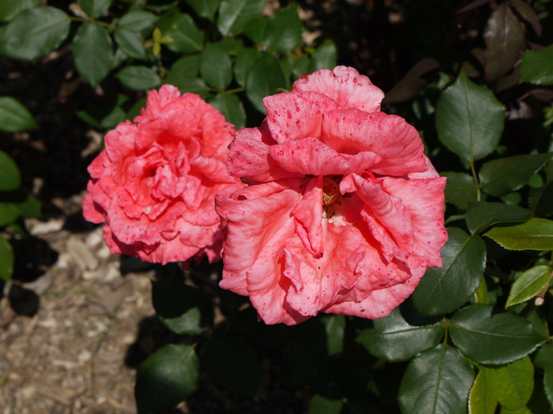 バラ - ハーモニィ(Harmonie)