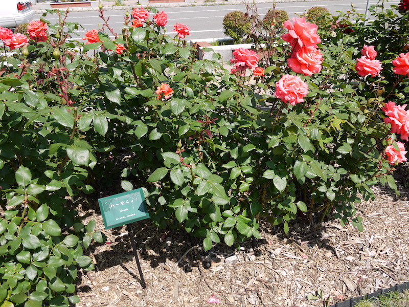 バラ - ハーモニィ(Harmonie)