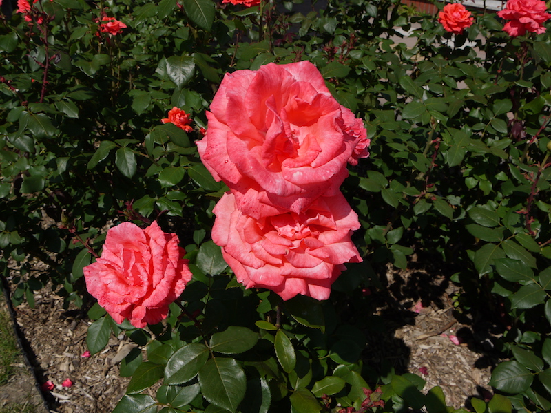 バラ - ハーモニィ(Harmonie)