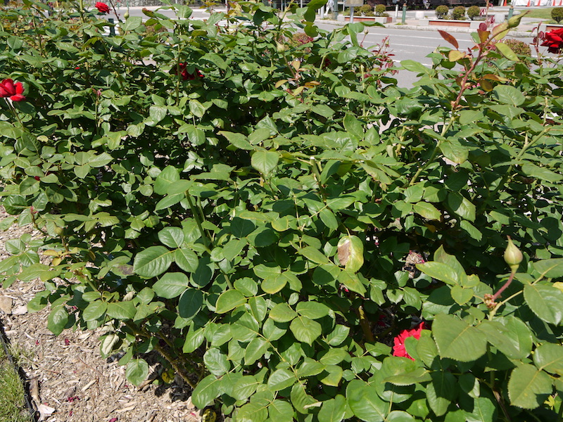 バラ - ブルグント’81(Burgund’81)