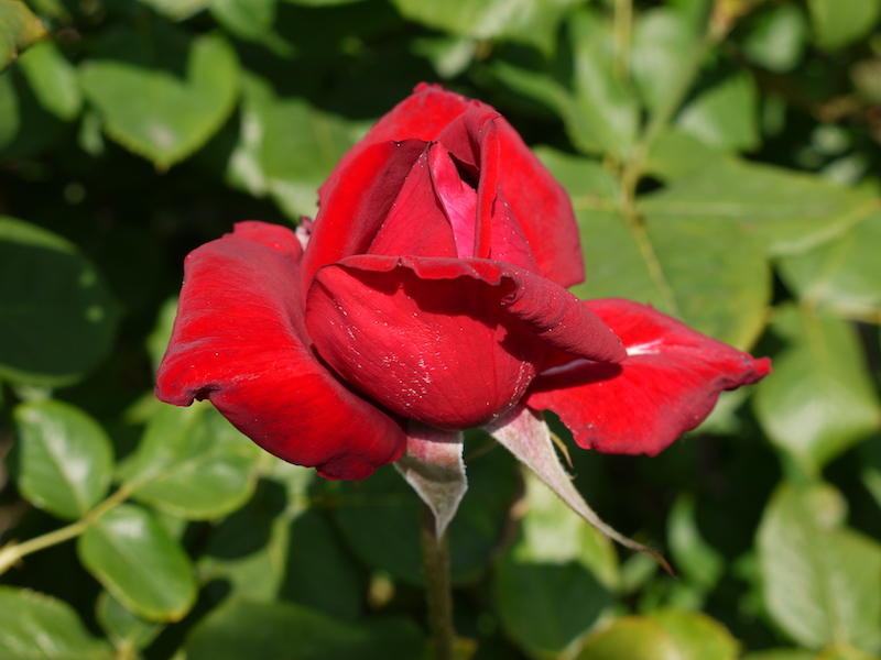 バラ - ブルグント’81(Burgund’81)