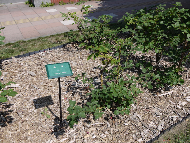 バラ - 春芳(Shunpo)