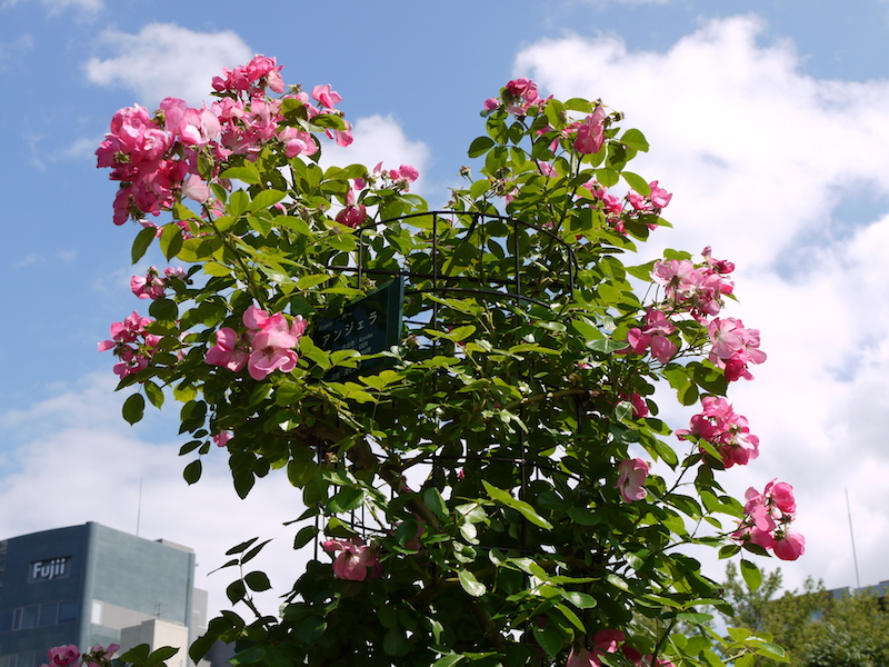 バラ - アンジェラ(Angela)