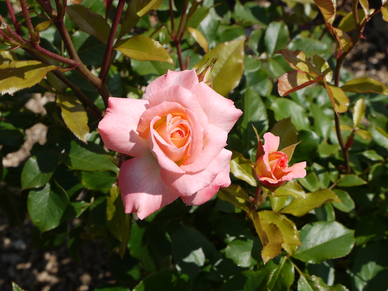 バラ - リトル ダーリン(Little Darking)