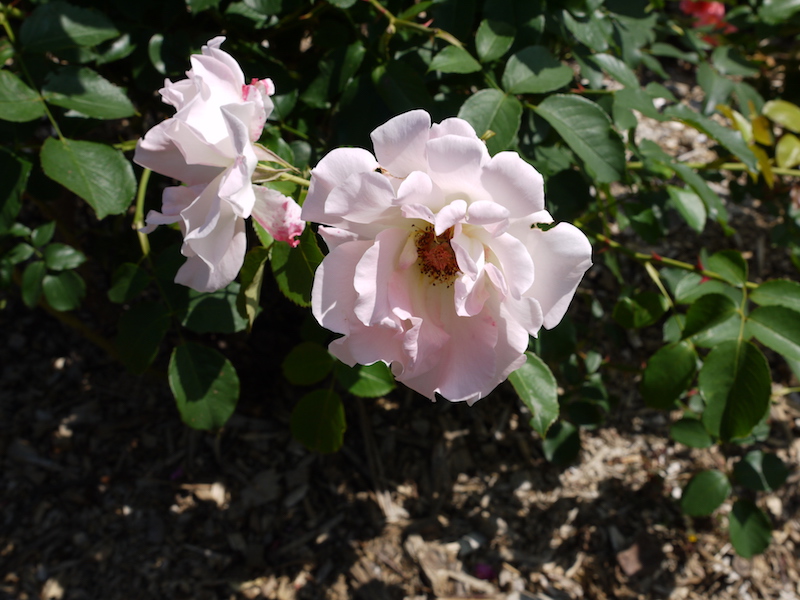 バラ - ロココ(Rokoko)