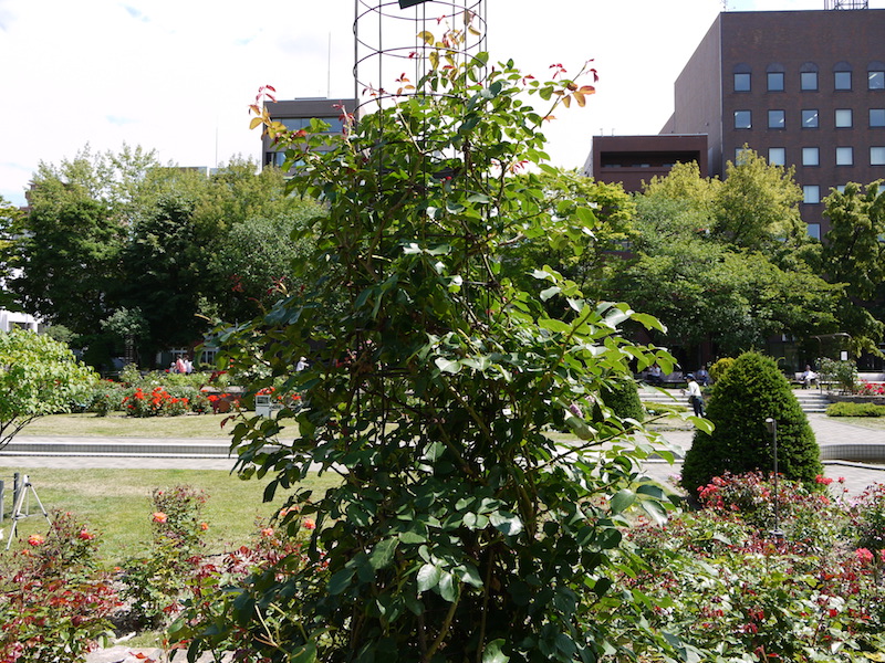 バラ - ロココ(Rokoko)