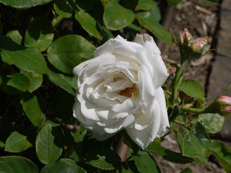 バラ - つる フラウ カール ドルシュキ(Frau Karl Druschki, Cl.)