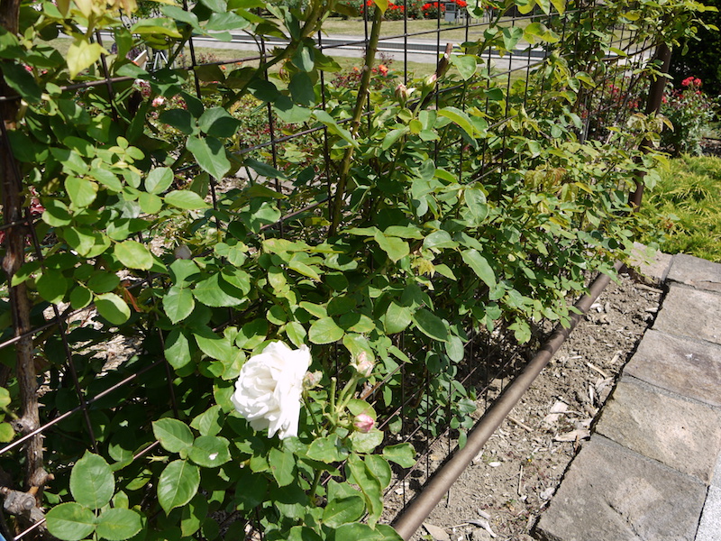 バラ - つる フラウ カール ドルシュキ(Frau Karl Druschki, Cl.)