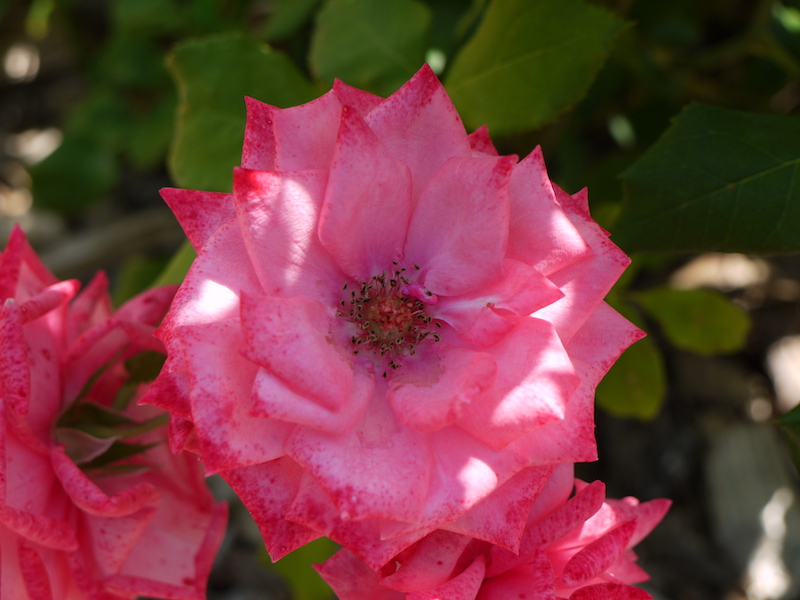 バラ - ジーン バーナー(Gene Boerner)