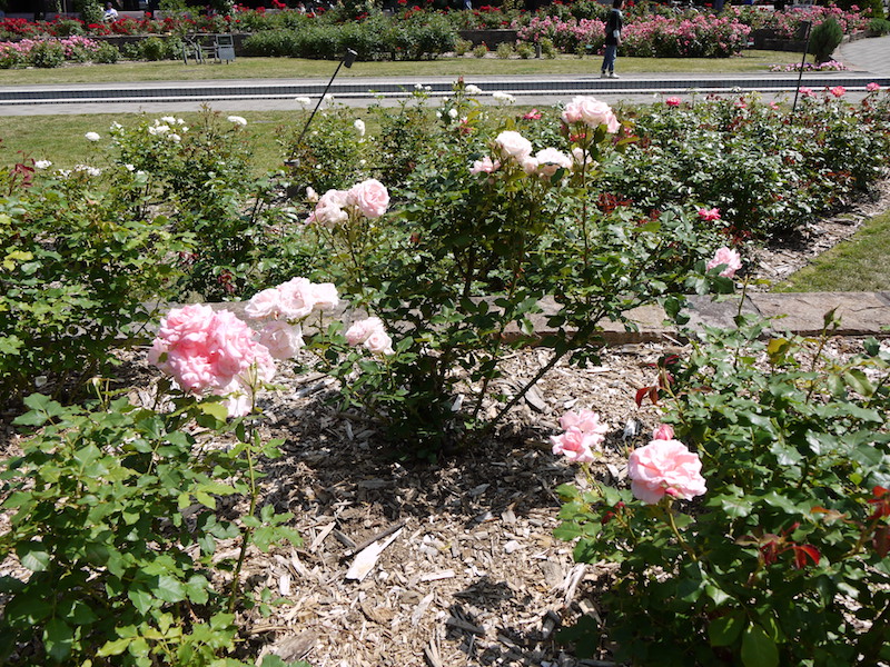 バラ - ブライダル ピンク(Bridal Pink)