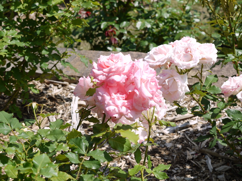 バラ - ブライダル ピンク(Bridal Pink)