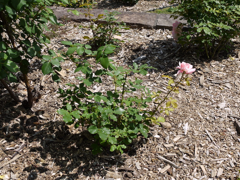 バラ - ブライダル ピンク(Bridal Pink)