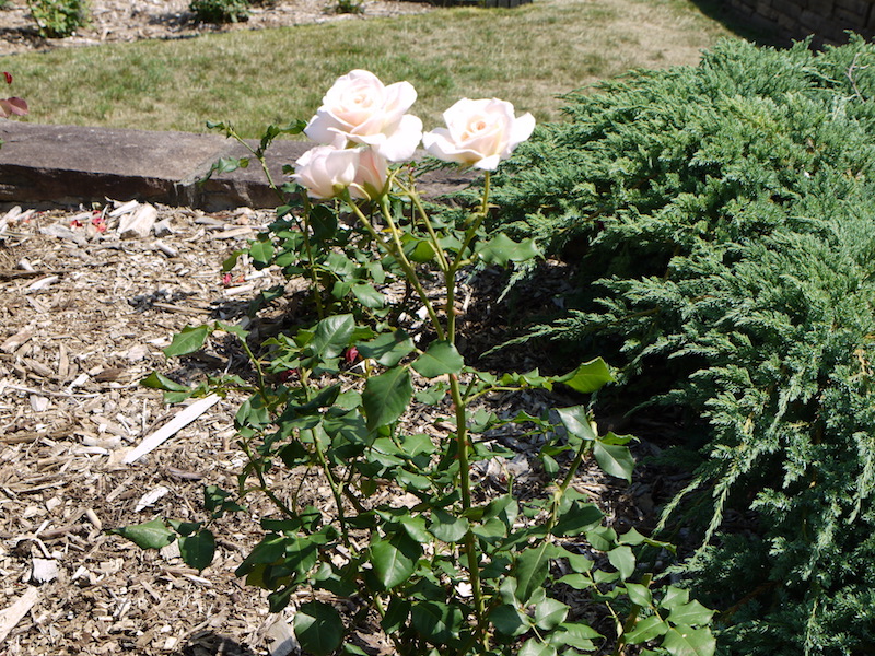 バラ - フレンチ レース(French Lace)