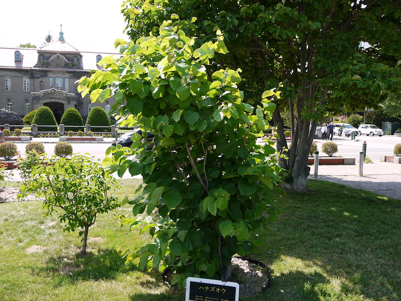ハナズオウ(Cercis chinensis)