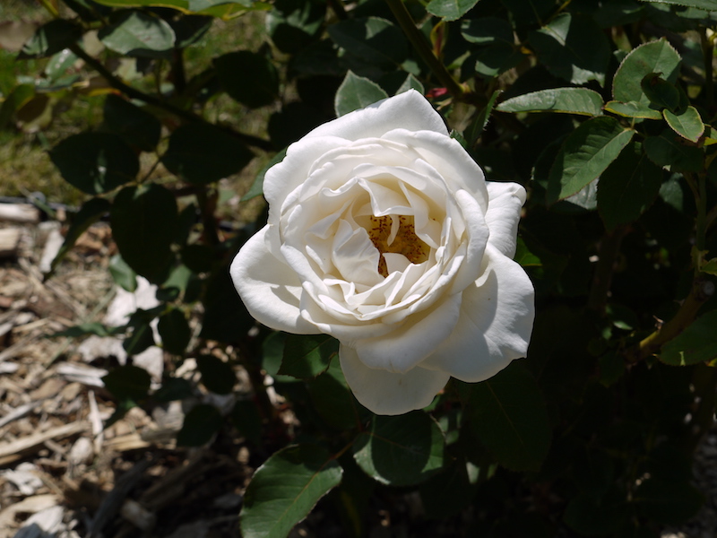 バラ - ホワイト クリスマス(White Christmas)