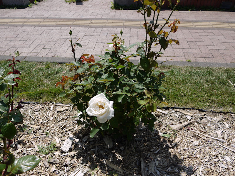 バラ - ホワイト クリスマス(White Christmas)