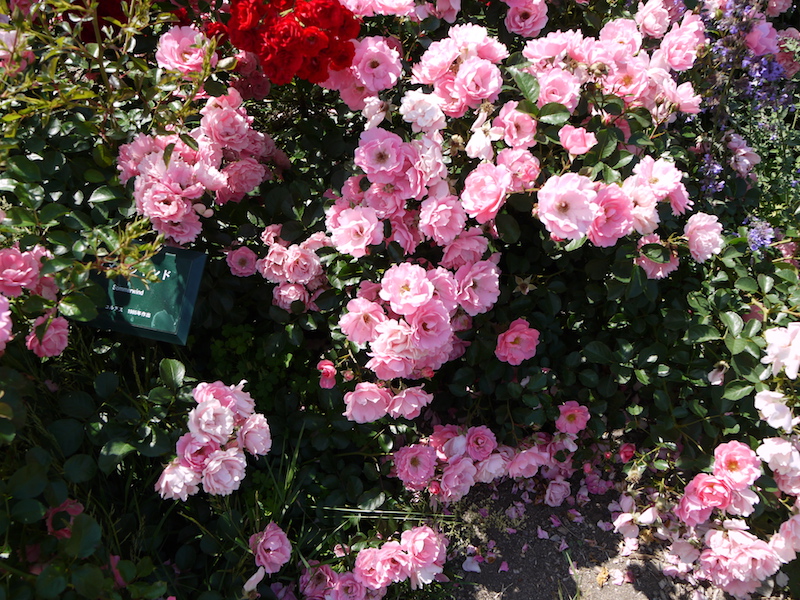 バラ - サマーウインド(Sommerwind)