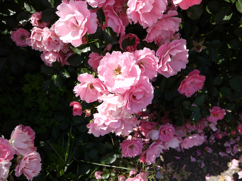 バラ - サマーウインド(Sommerwind)