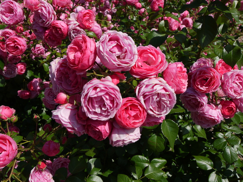 バラ - ポンポネッラ(Pomponella)