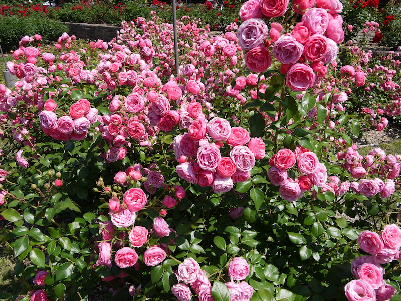 バラ - ポンポネッラ(Pomponella)