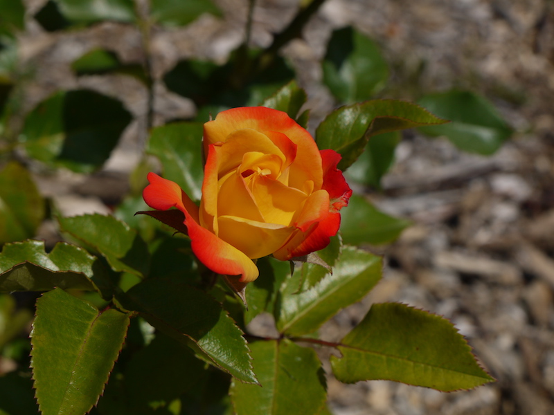 バラ - サンバ(Samba)