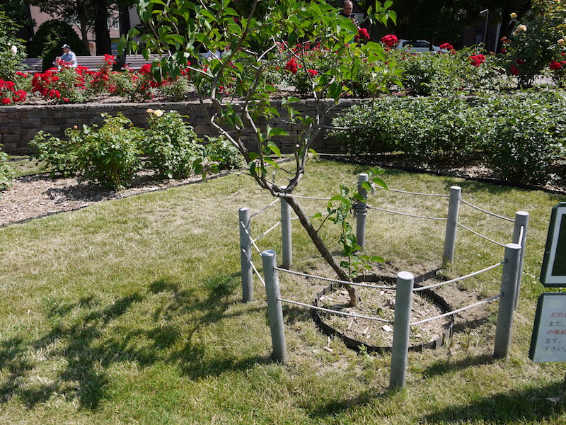 ライラック - フィルママン(Firmament)