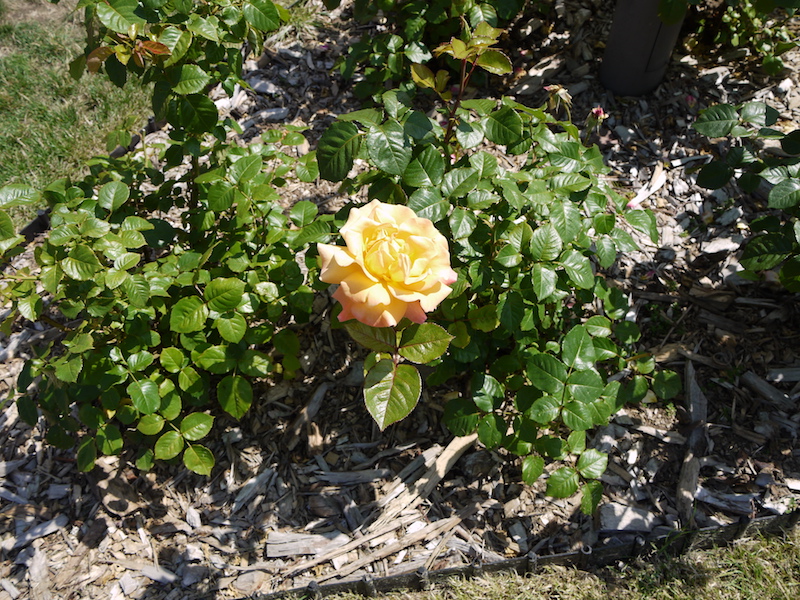 バラ - モナ リザ(Mona Lisa)