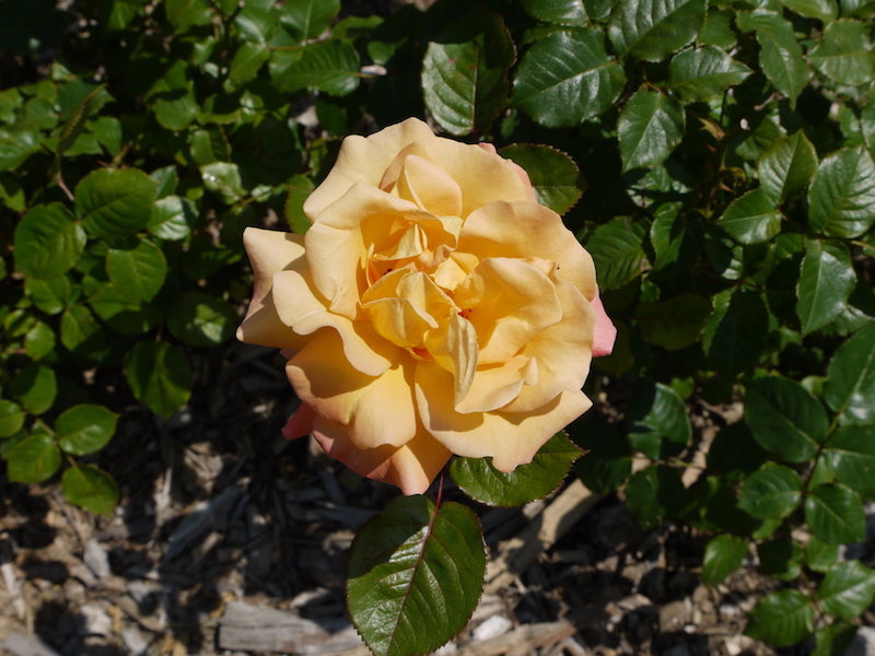 バラ - モナ リザ(Mona Lisa)