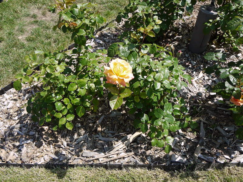 バラ - モナ リザ(Mona Lisa)