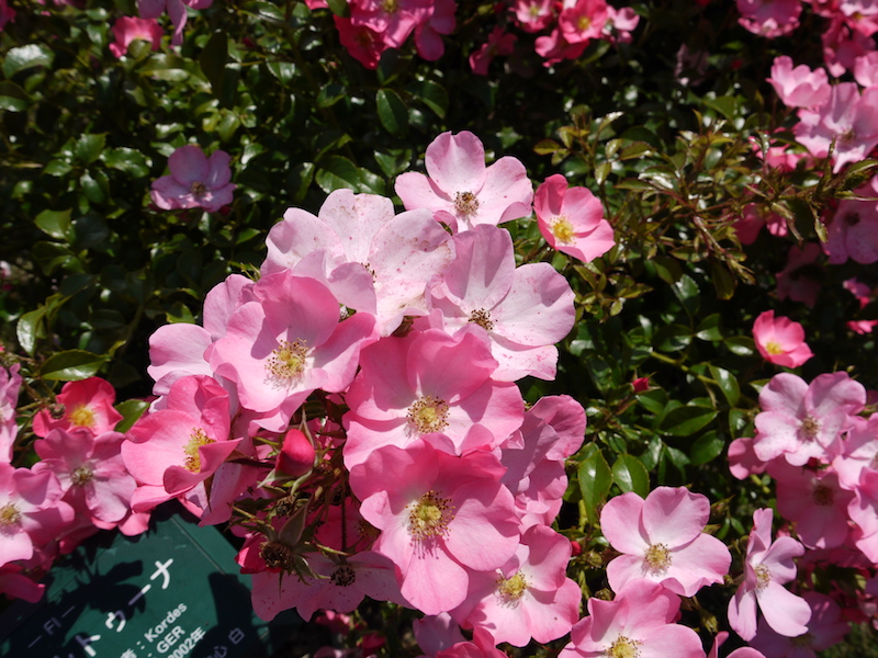 バラ - フォルトゥーナ(Fortuna)