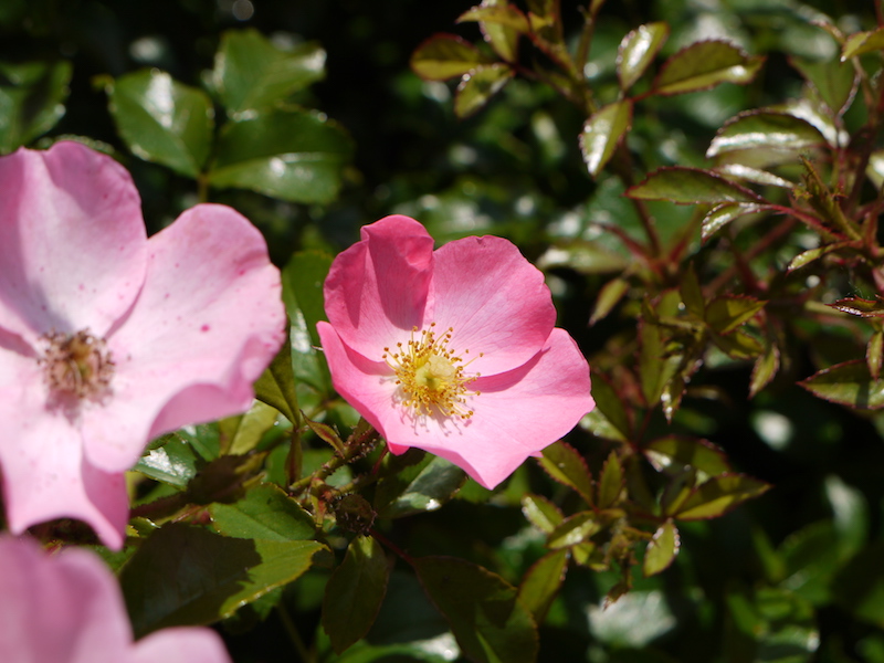 バラ - フォルトゥーナ(Fortuna)