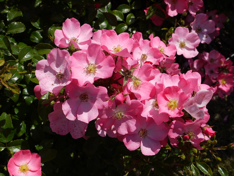 バラ - フォルトゥーナ(Fortuna)