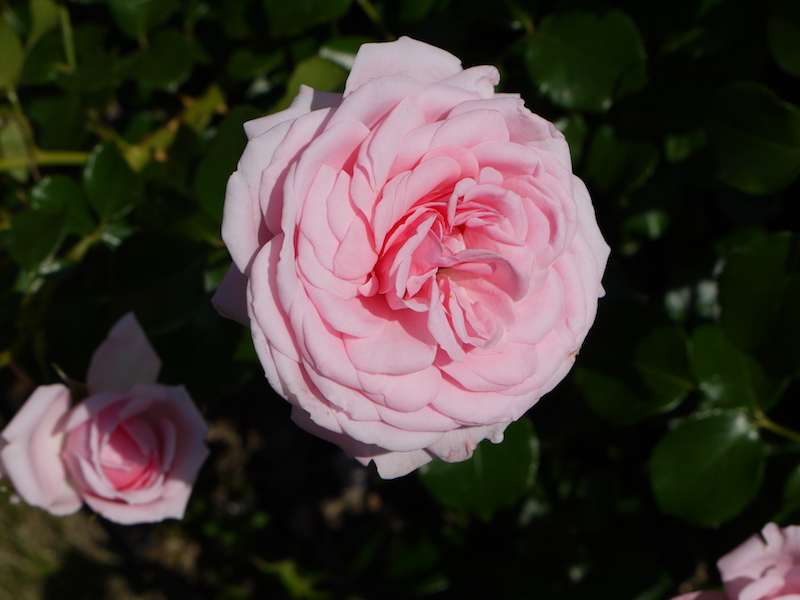 バラ - ホーム & ガーデン(Home & Garden)