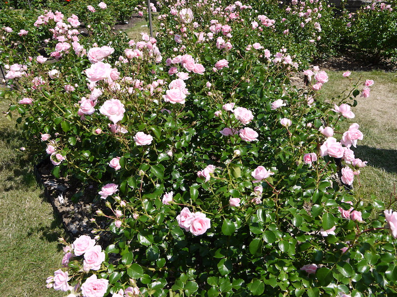 バラ - ホーム & ガーデン(Home & Garden)