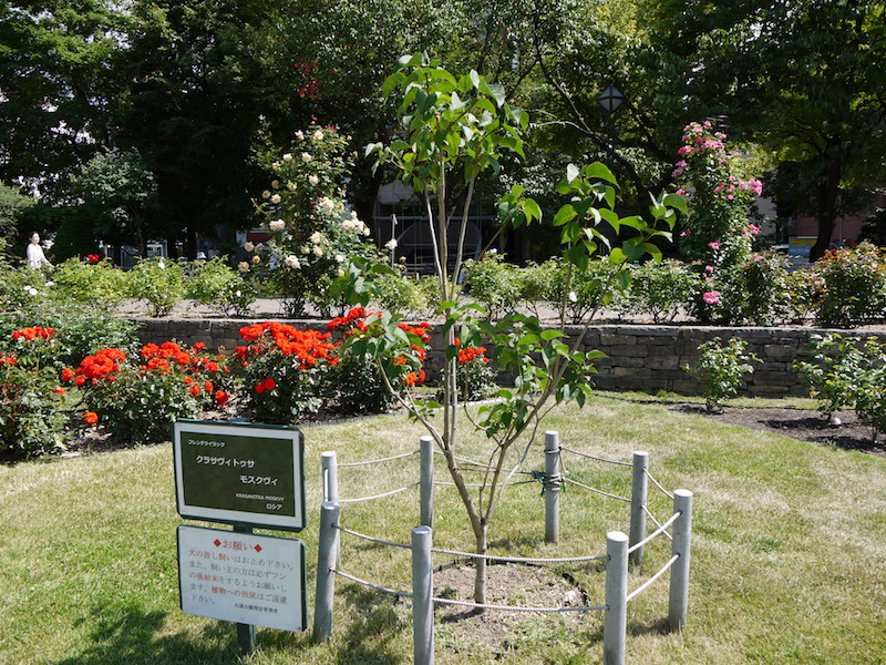 ライラック - クラサヴィトゥサ モスクヴィ(Krasavitsa Moskvy)